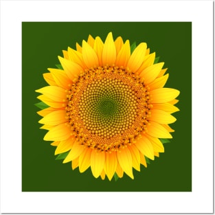 Sunflower Posters and Art